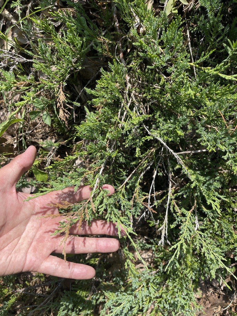 Juniperus × ambigens photo 7