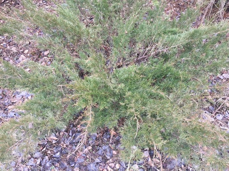 Juniperus × ambigens photo 8