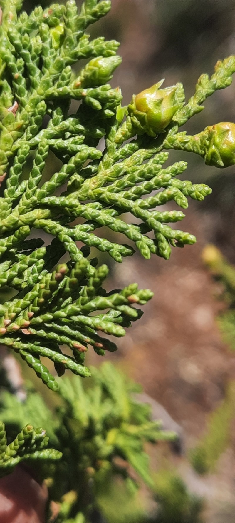 Juniperus × cerropastorensis