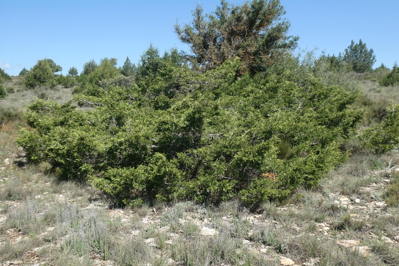 Juniperus × cerropastorensis photo 2