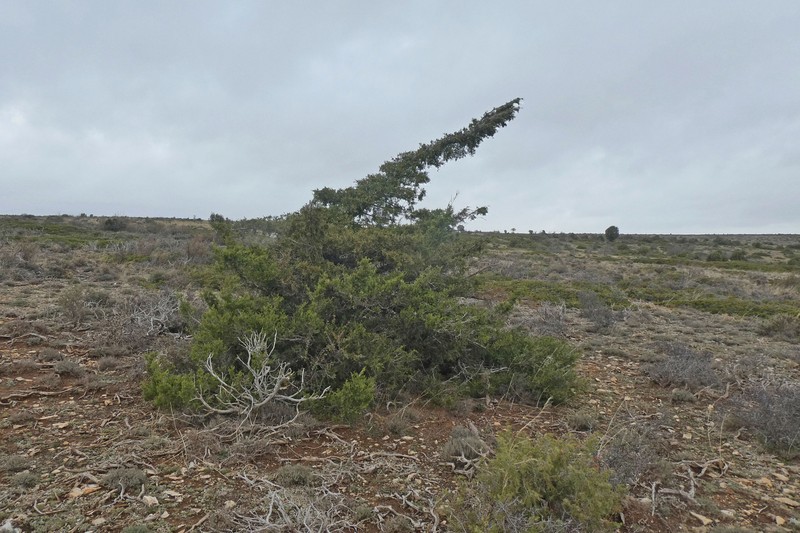 Juniperus × cerropastorensis photo 3