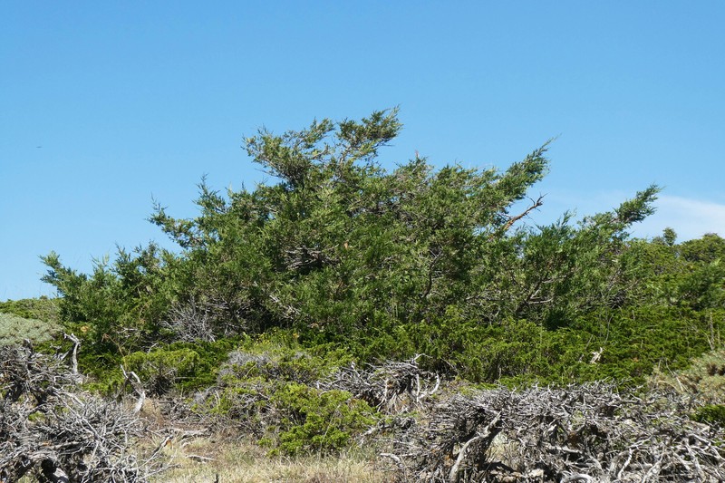 Juniperus × cerropastorensis photo 4