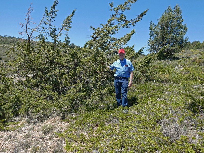 Juniperus × cerropastorensis photo 5