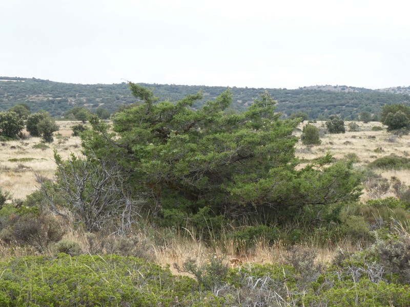 Juniperus × cerropastorensis photo 6