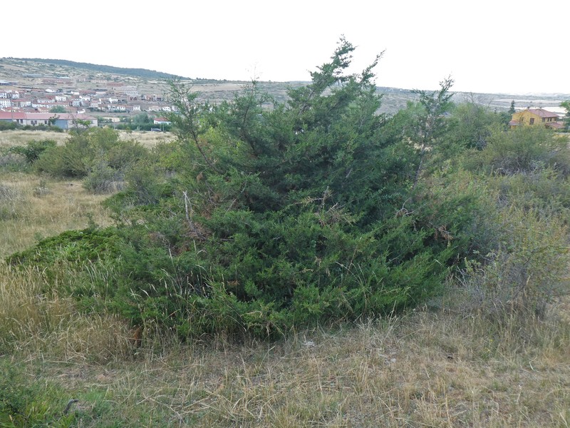 Juniperus × cerropastorensis photo 7