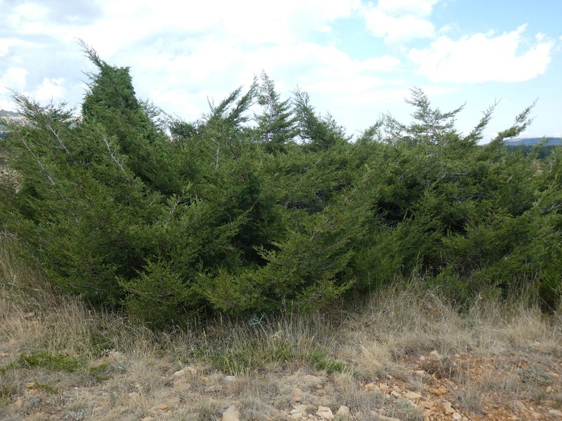 Juniperus × cerropastorensis photo 8