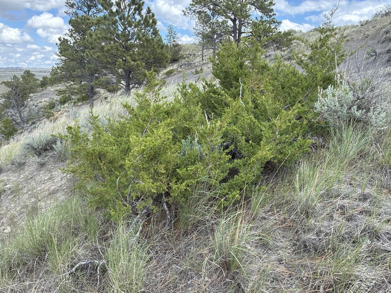 Fassett's Juniper