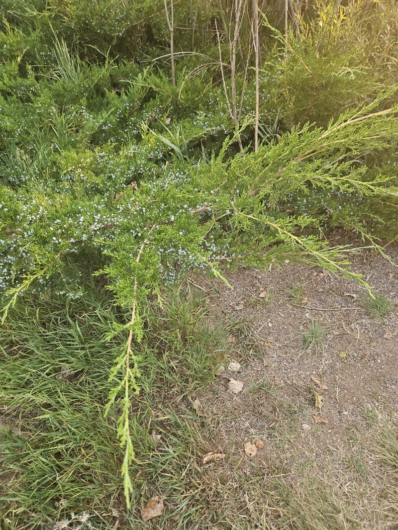 Fassett's Juniper photo 2