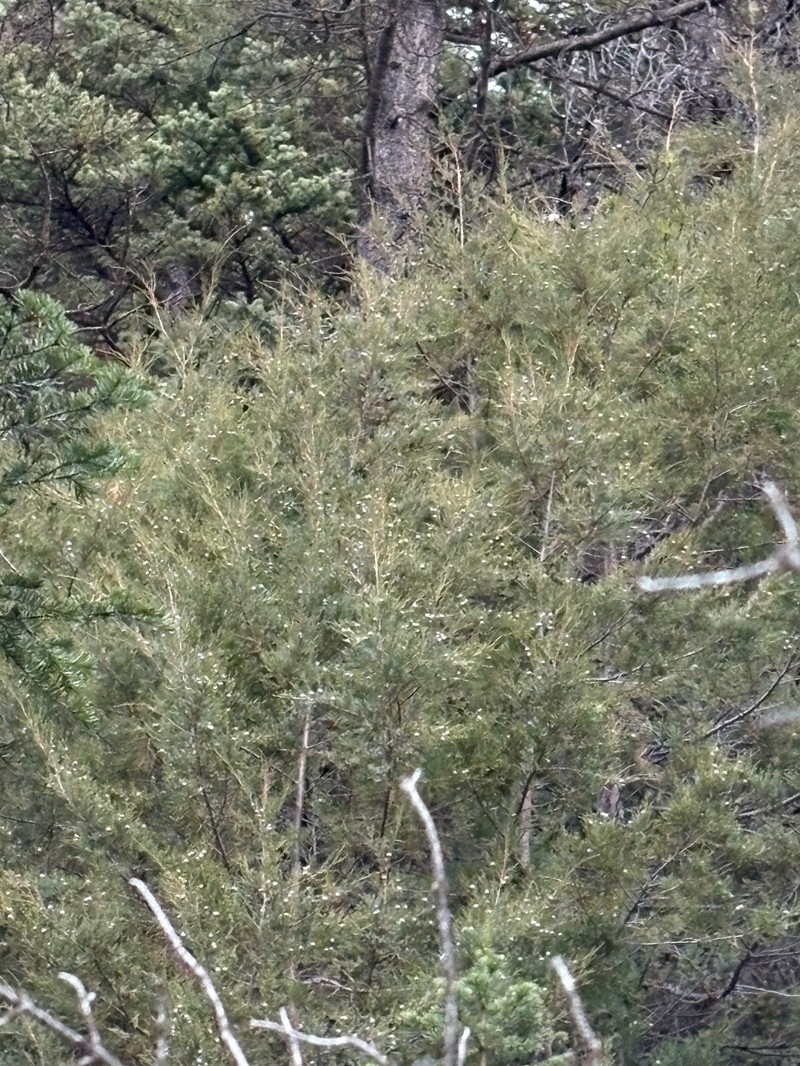 Fassett's Juniper photo 3