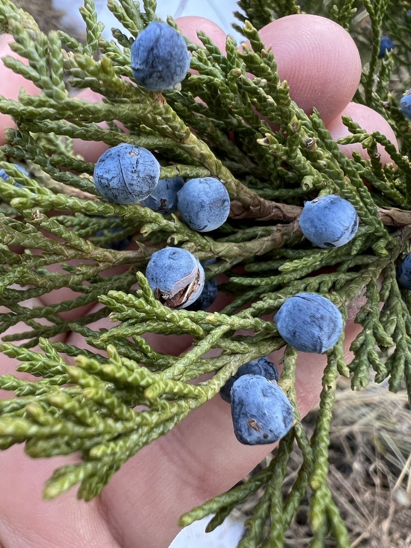 Fassett's Juniper photo 4