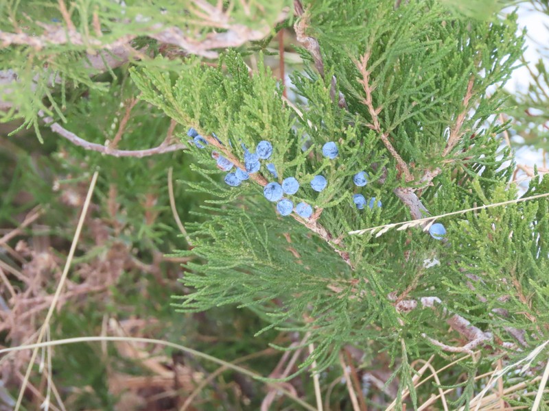 Fassett's Juniper photo 5