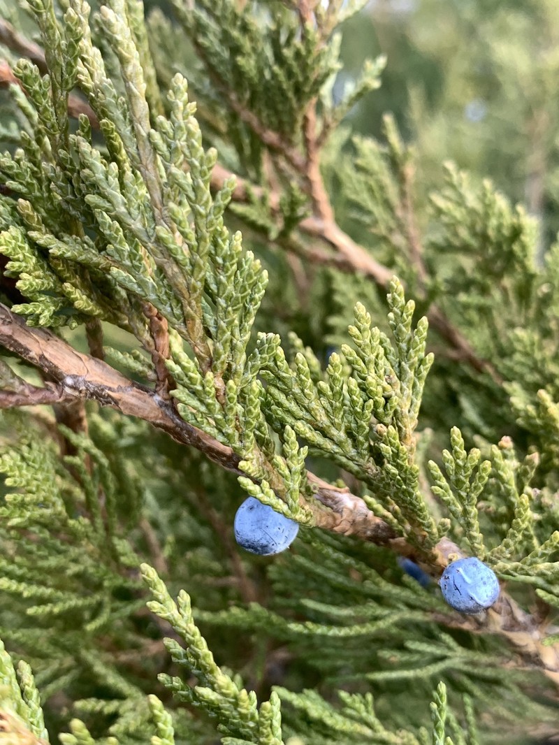 Fassett's Juniper photo 6