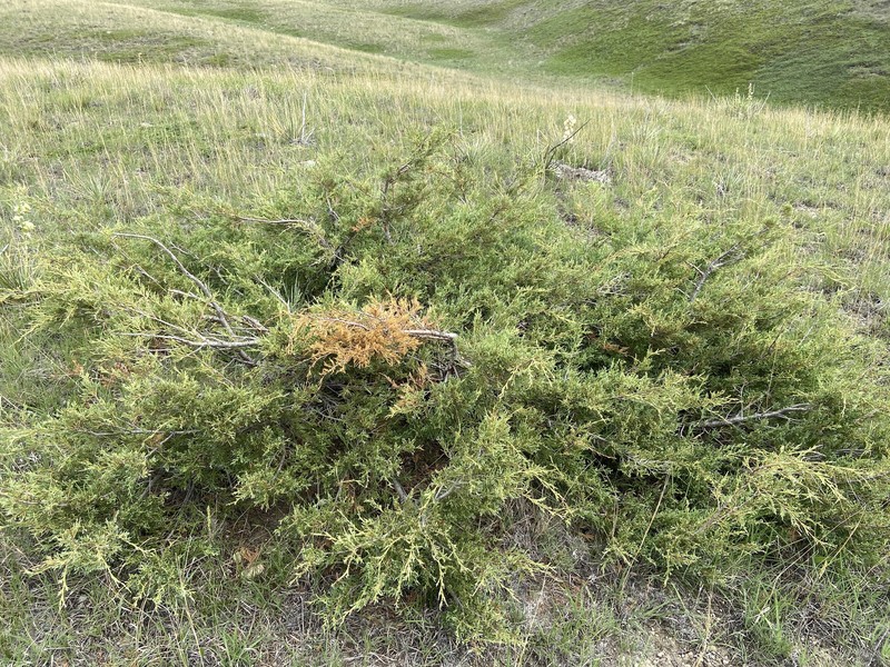 Fassett's Juniper photo 7