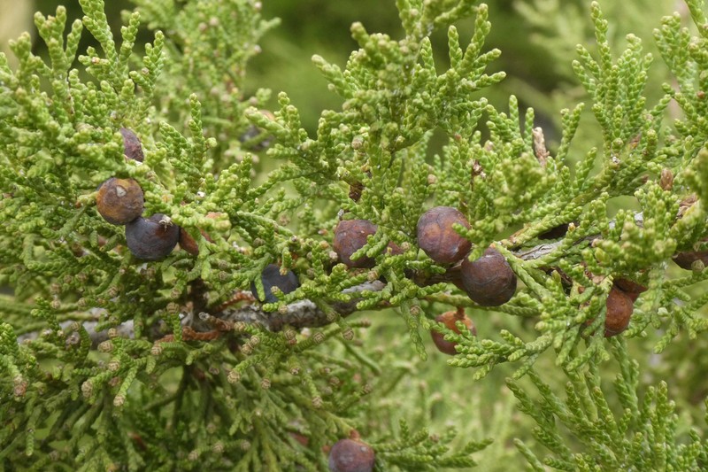 Juniperus × herragudensis