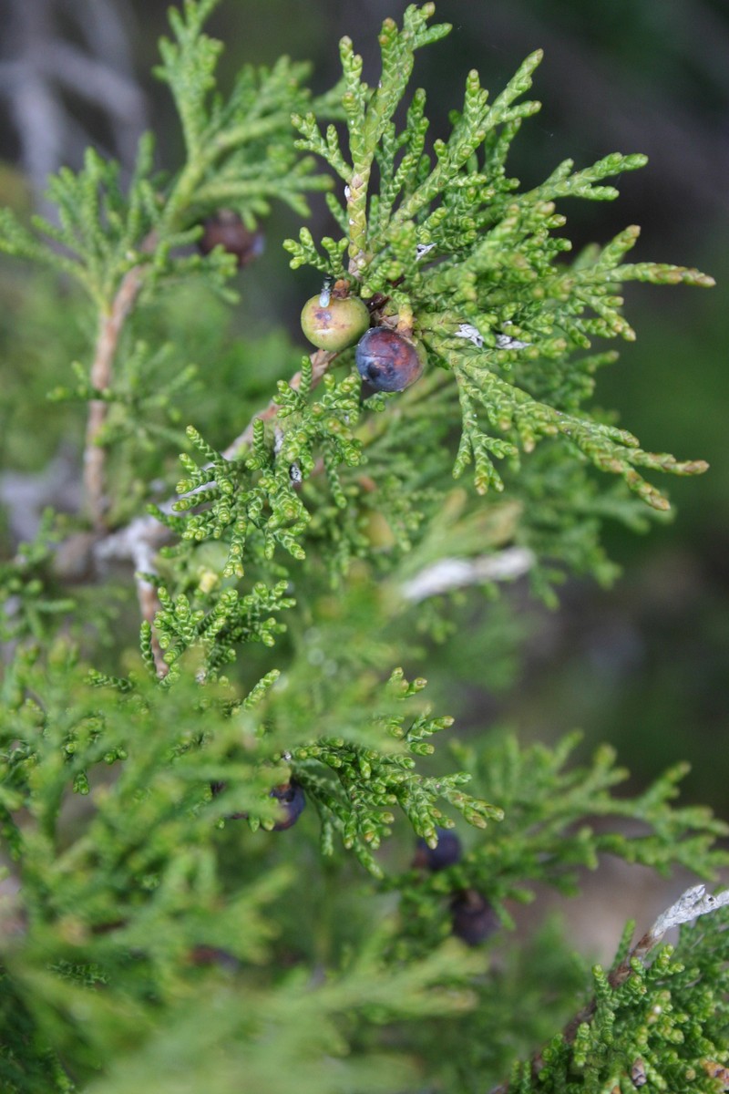 Juniperus × herragudensis photo 2