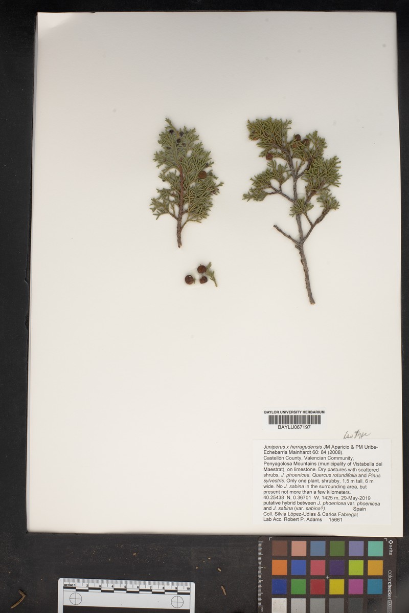 Juniperus × herragudensis photo 3