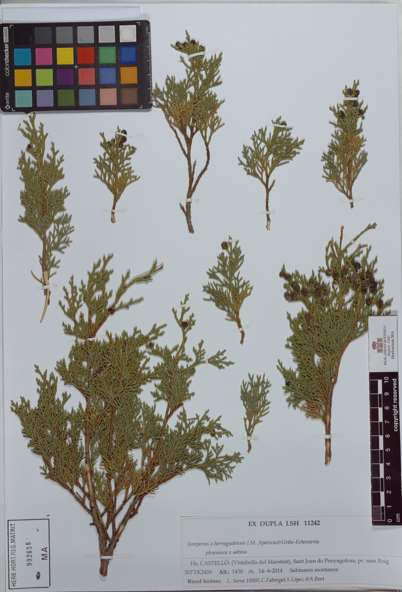Juniperus × herragudensis photo 4