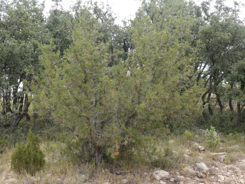 Juniperus × palanciana
