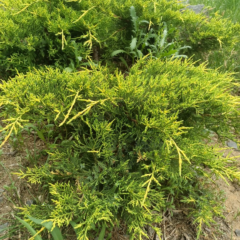 Juniperus × pfitzeriana
