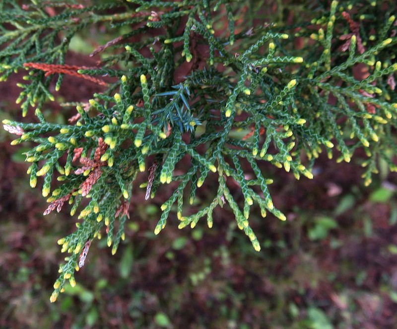 Juniperus × pfitzeriana photo 2