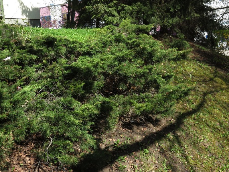 Juniperus × pfitzeriana photo 3