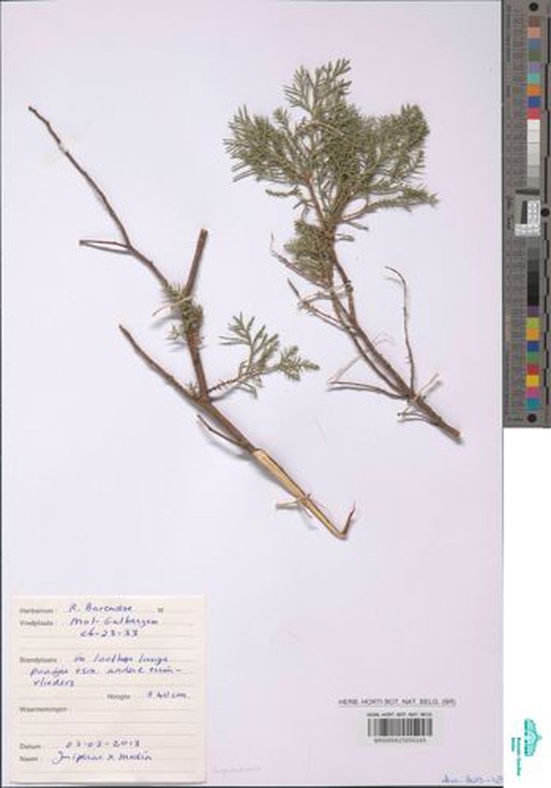 Juniperus × pfitzeriana photo 4