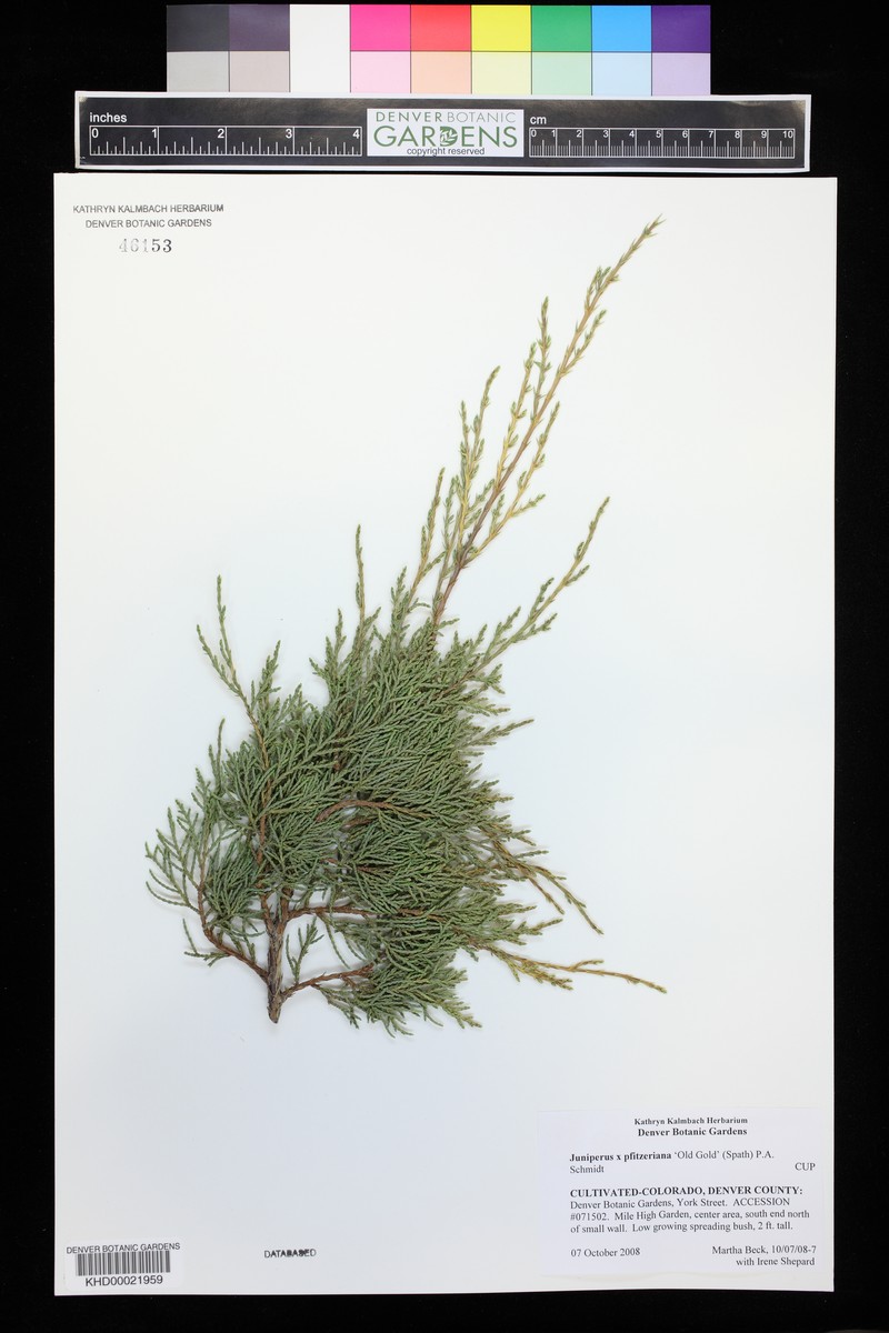 Juniperus × pfitzeriana photo 5