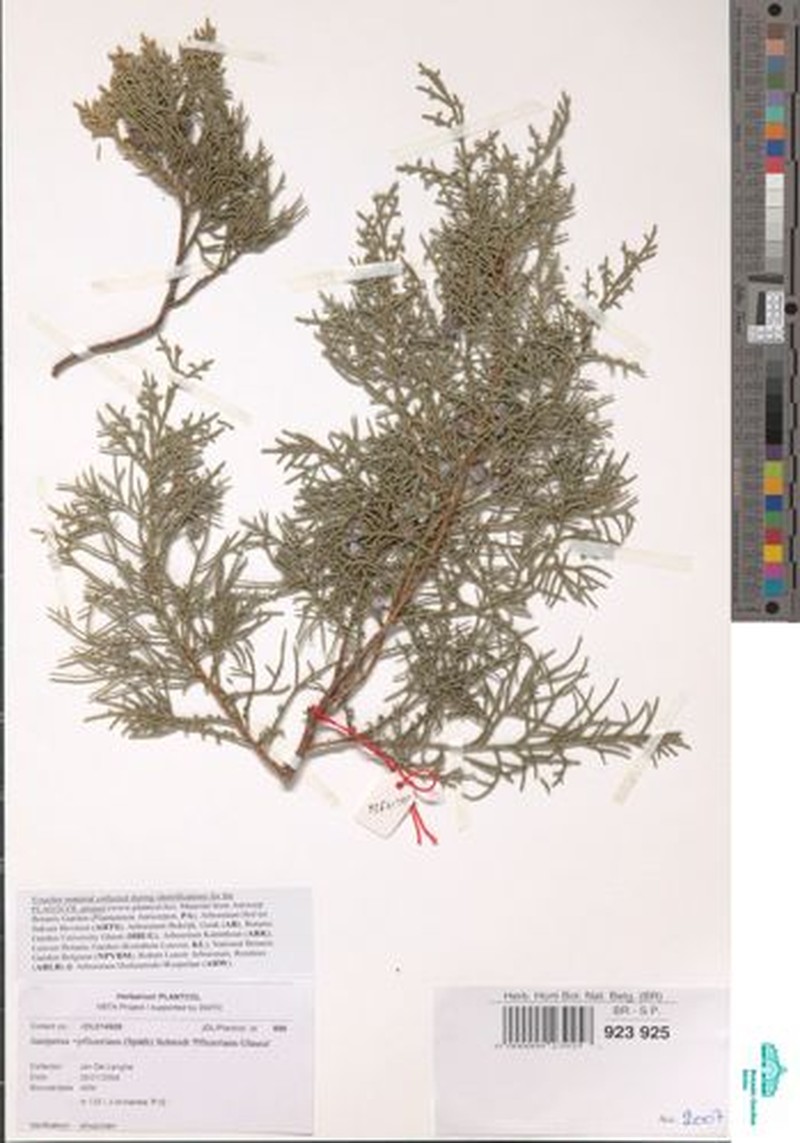 Juniperus × pfitzeriana photo 6
