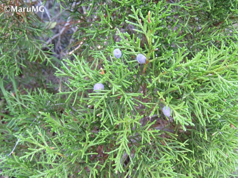Juniperus angosturana photo 2