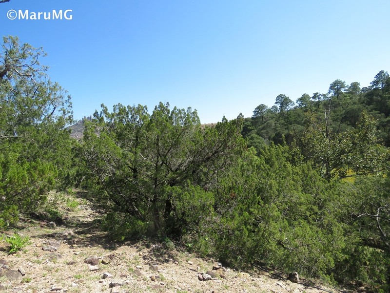 Juniperus angosturana photo 3