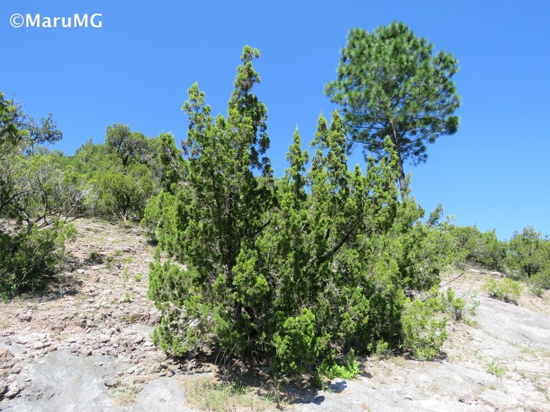 Juniperus angosturana photo 4