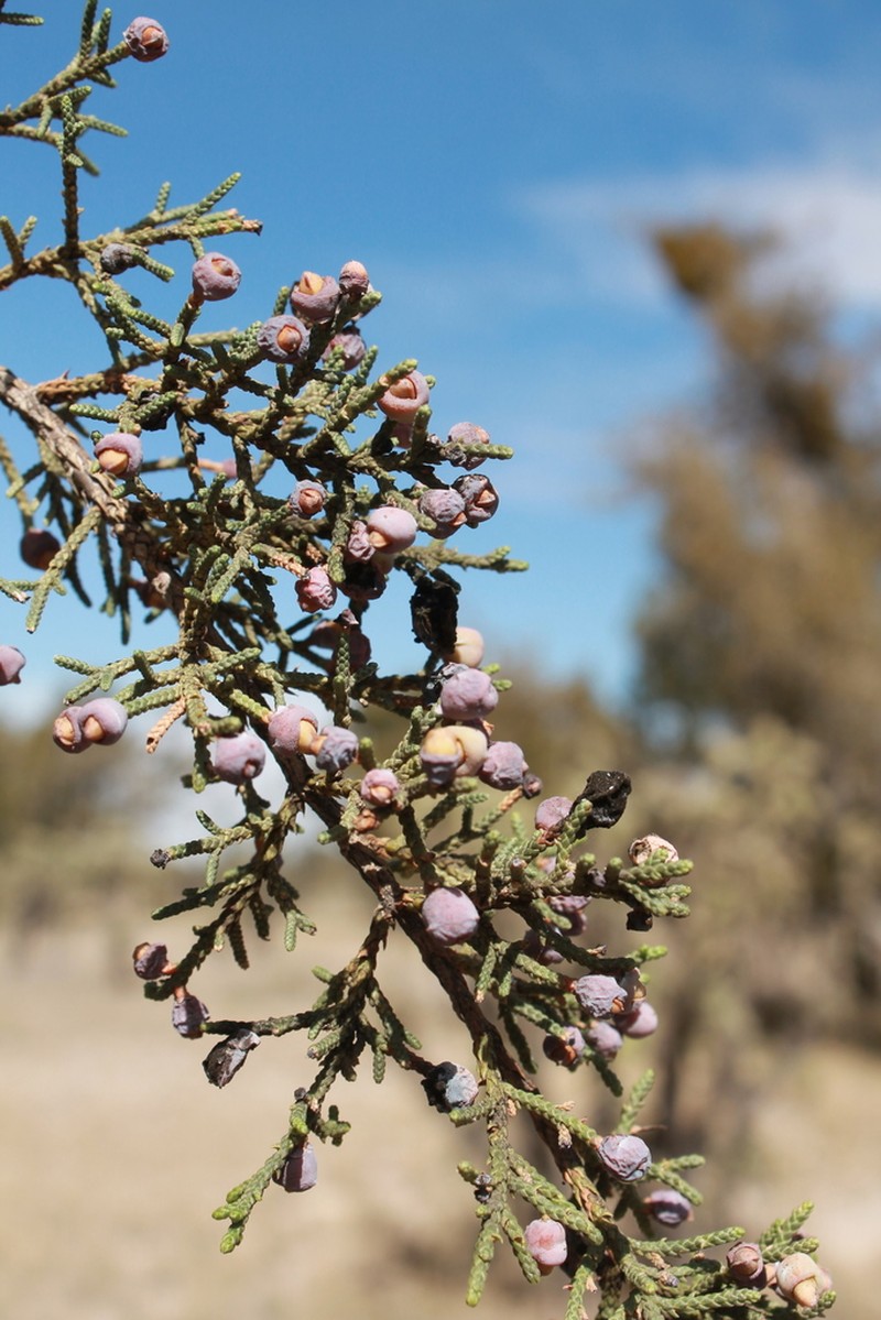 Juniperus angosturana photo 5