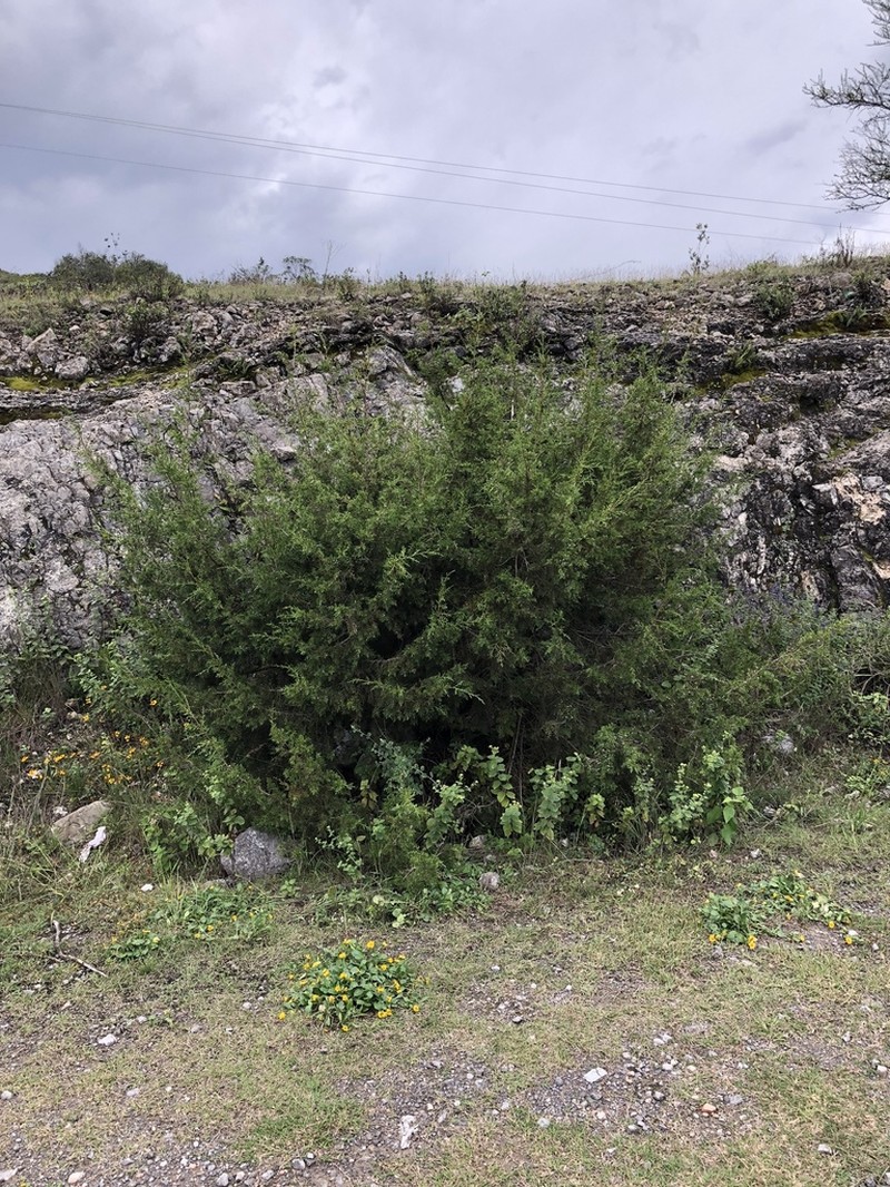 Juniperus angosturana photo 6