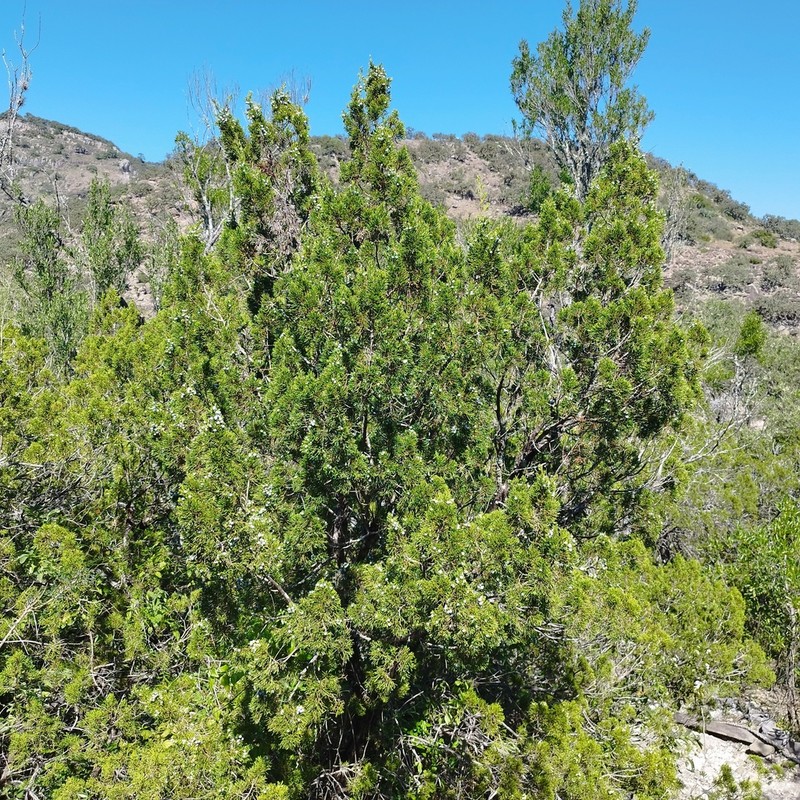 Juniperus angosturana photo 7