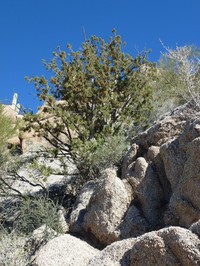 Redberry Juniper