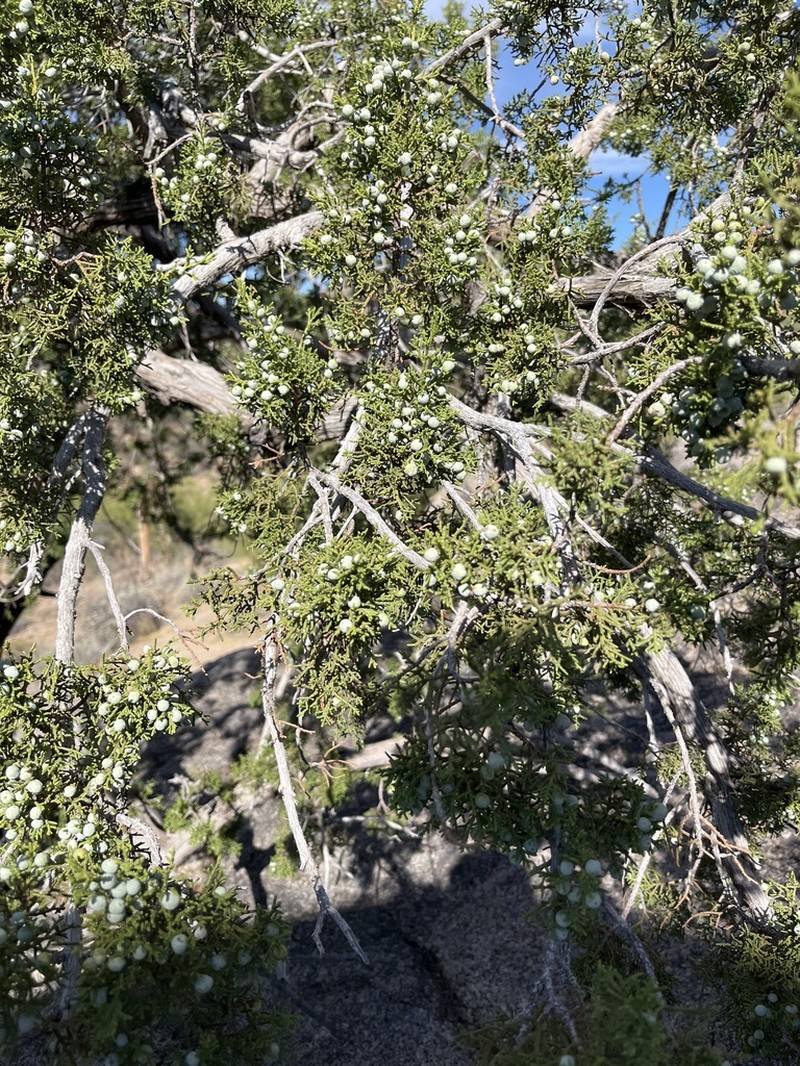 Redberry Juniper photo 3