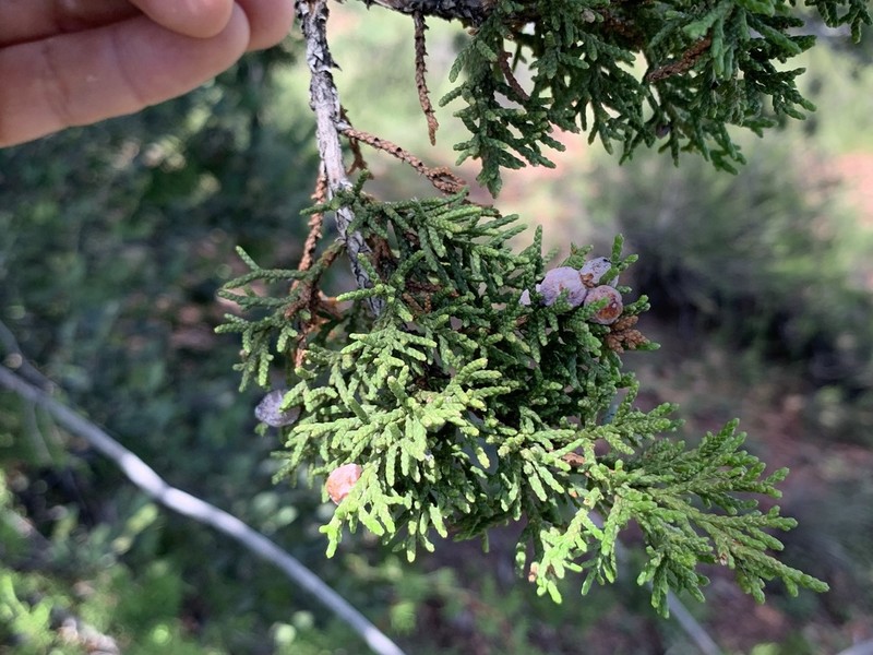 Redberry Juniper photo 4