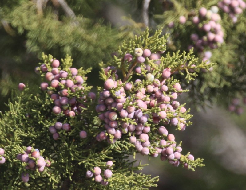 Redberry Juniper photo 5