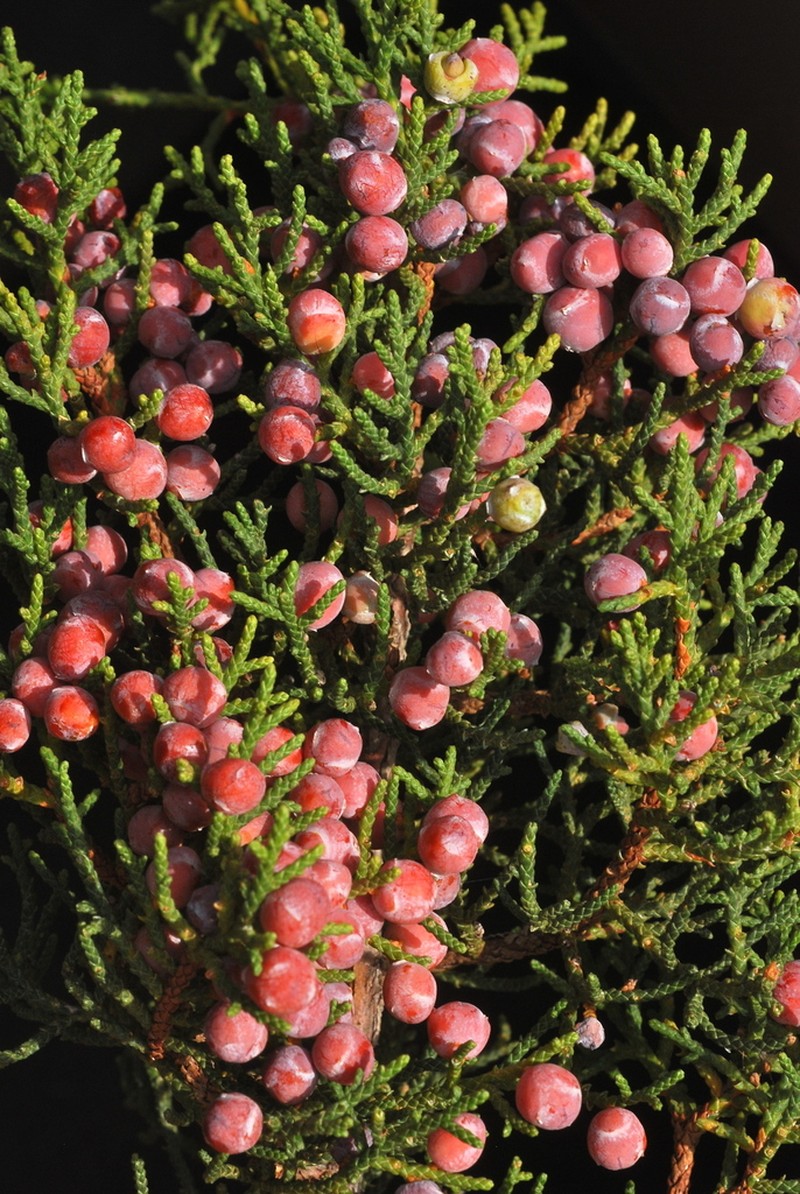 Redberry Juniper photo 6