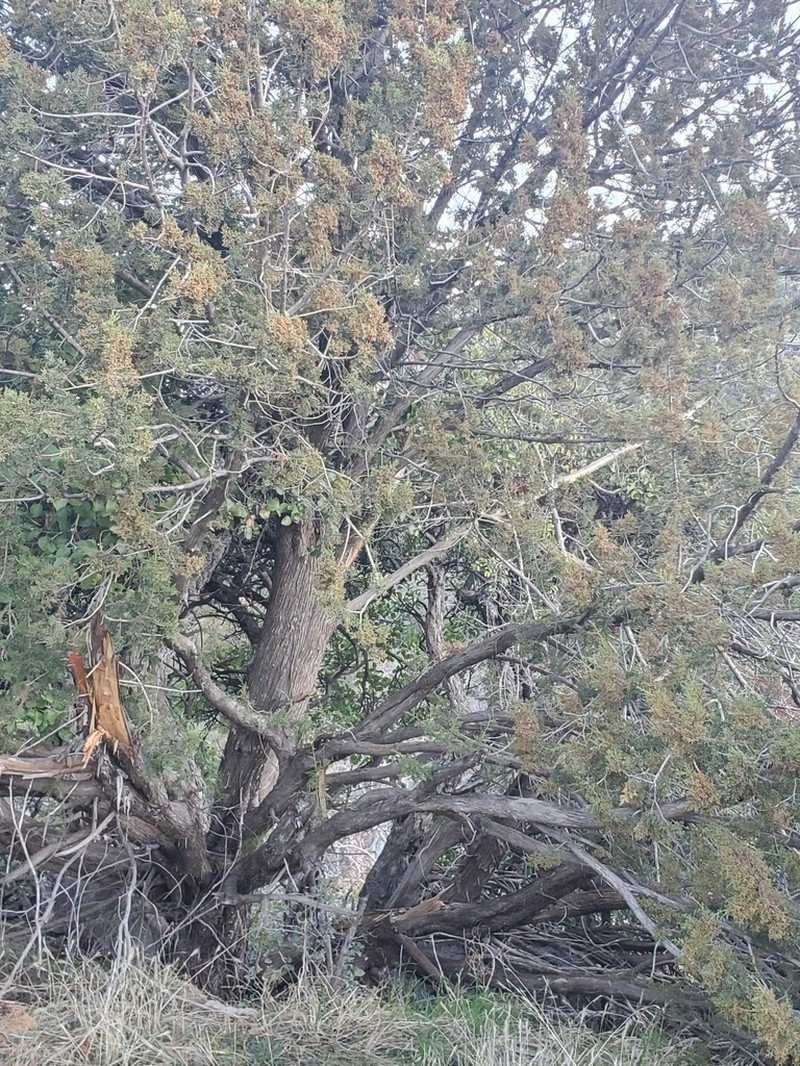Redberry Juniper photo 7