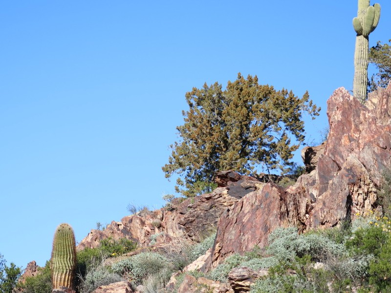 Redberry Juniper photo 8