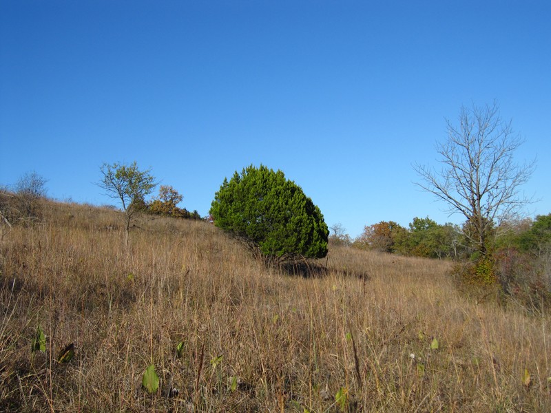 Ashe's Juniper photo 5