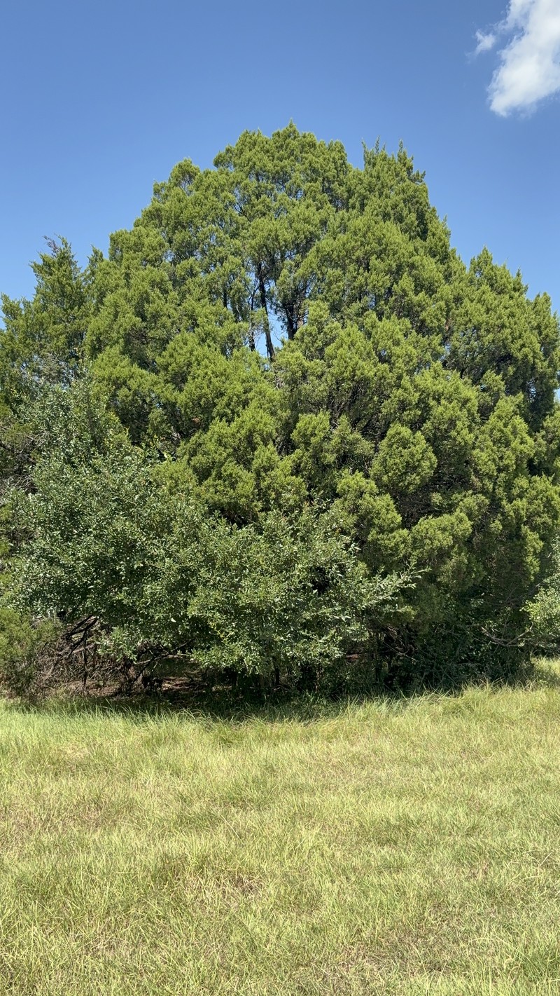 Ashe's Juniper photo 6