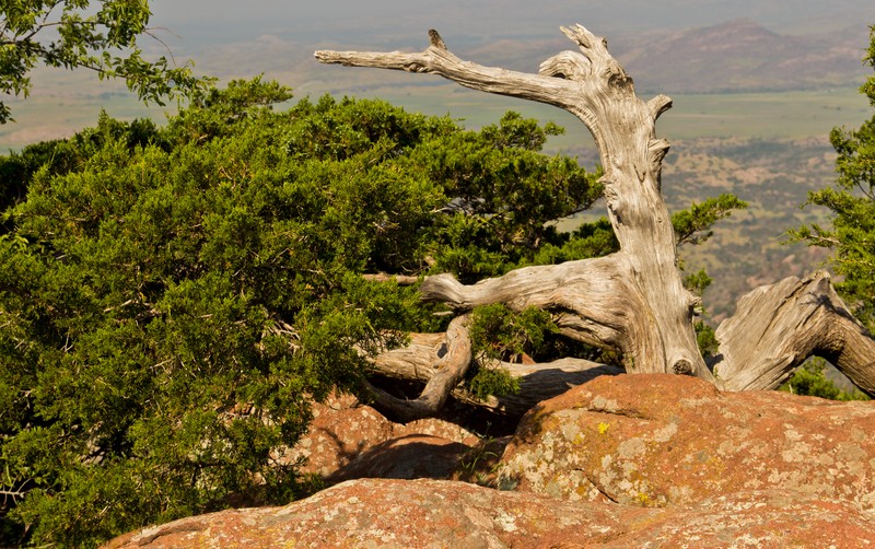 Ashe's Juniper photo 2