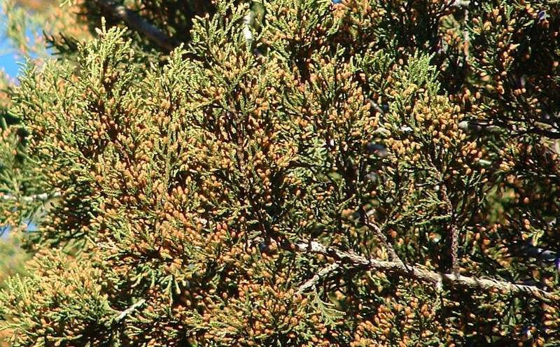 Ashe's Juniper photo 3