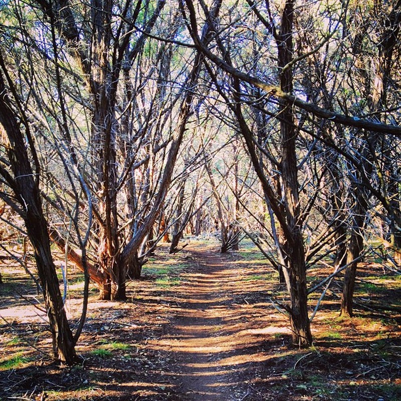 Ashe's Juniper photo 4