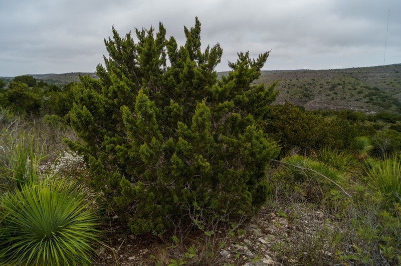 Ashe's Juniper
