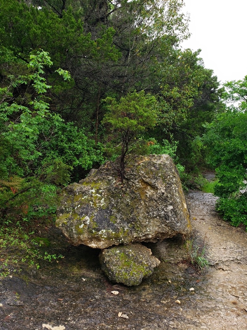 Ashe's Juniper photo 2