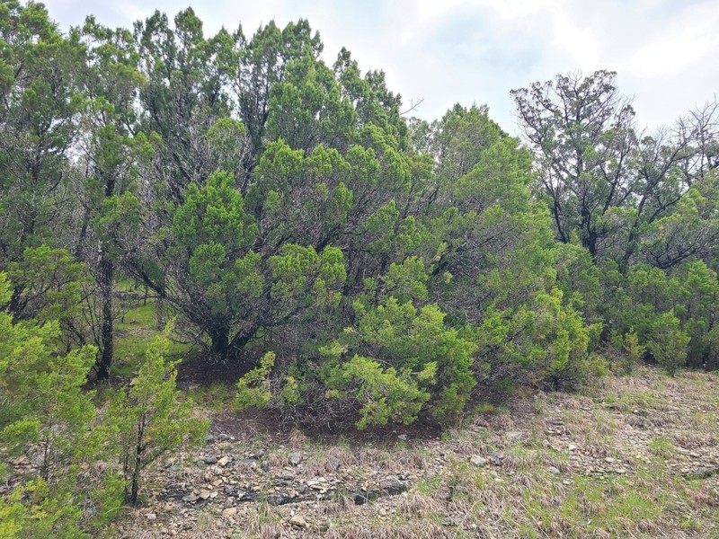 Ashe's Juniper photo 3