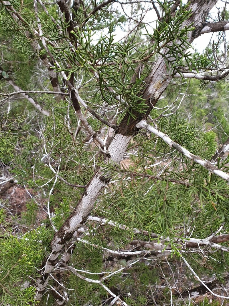 Ashe's Juniper photo 4